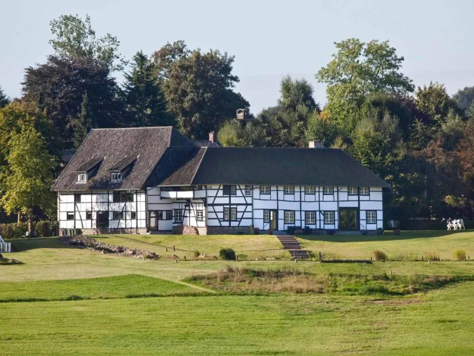 A gen beuke in Netherlands